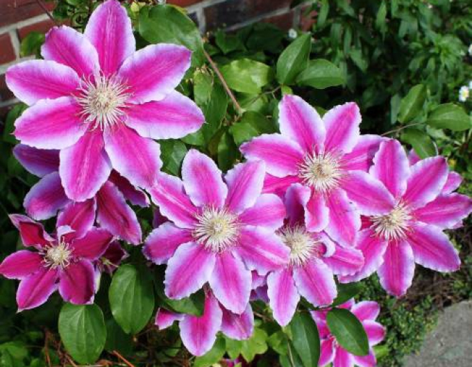 Clematis ´Doctor Ruppel´