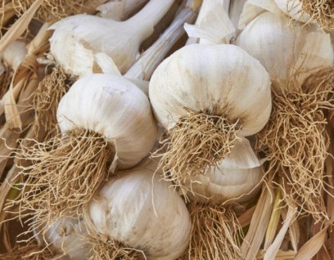 Česnek Sadba česneku ´MESSIDROME´ 250g