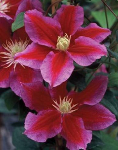 Clematis ´Hania´