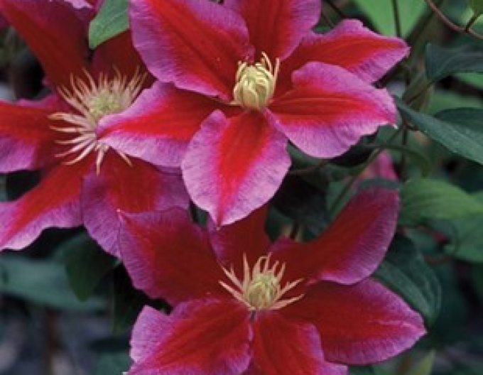 Clematis ´Hania´