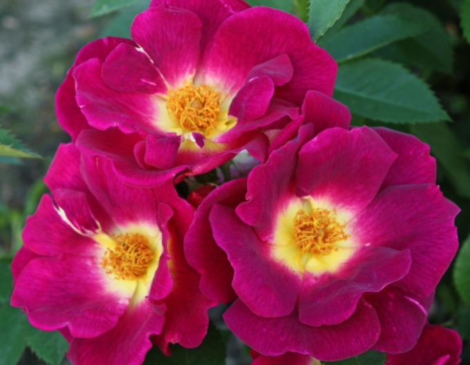 Rose ´Weg der Sinne´