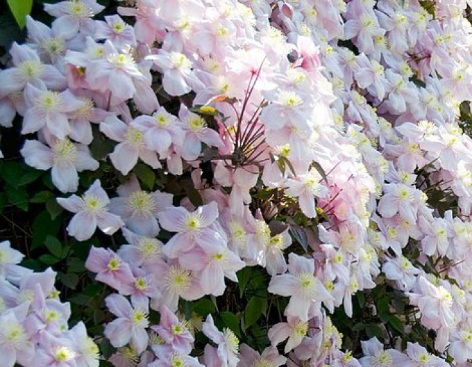 Clematis ´Montana Mayleen´