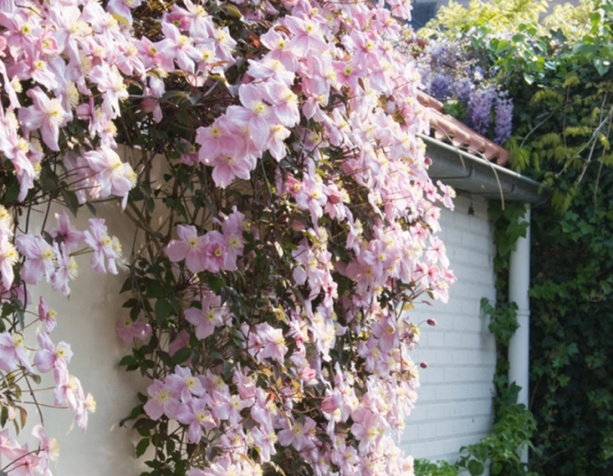 Clematis ´Montana Mayleen´