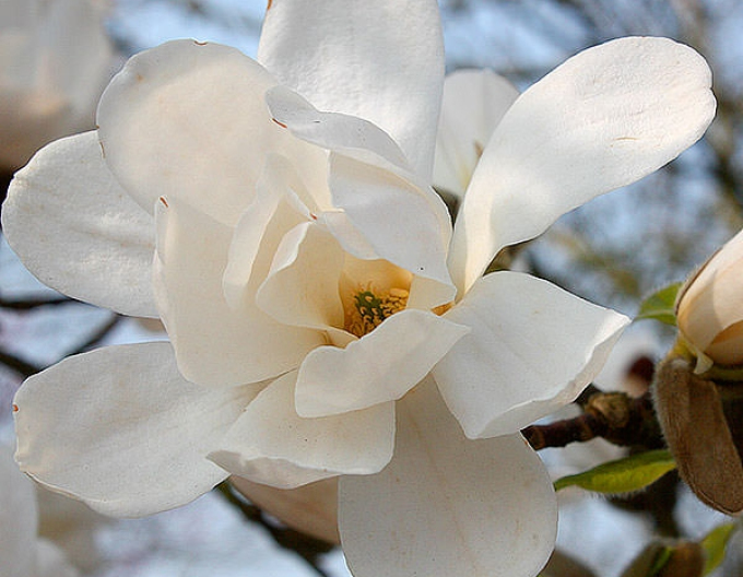 Magnolia ´Merrill´
