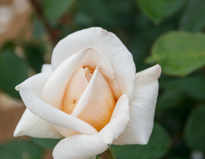 ROSE "Zpráva"
