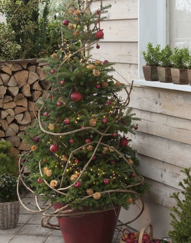 Korejská jedle 250cm, kont.