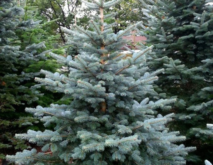 Jedle plstnatoplodá 150/175cm, kont.