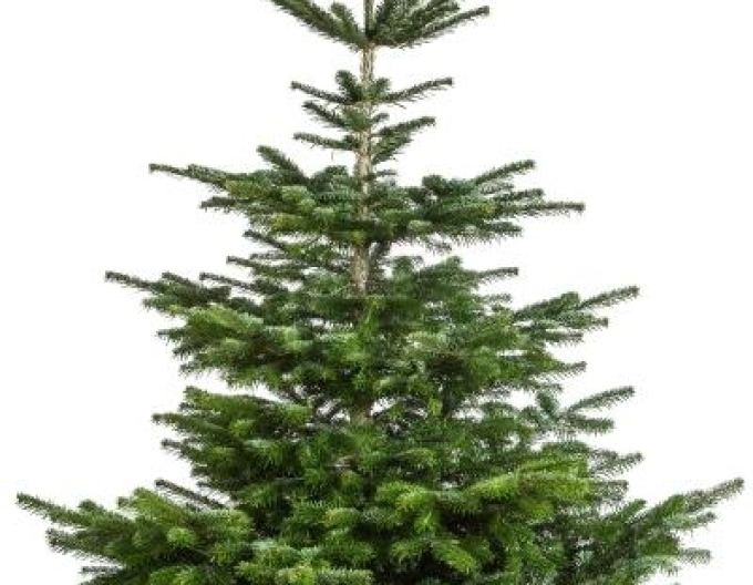 Jedle kavkazská CLASSIC ŘEZANÁ 175/200cm