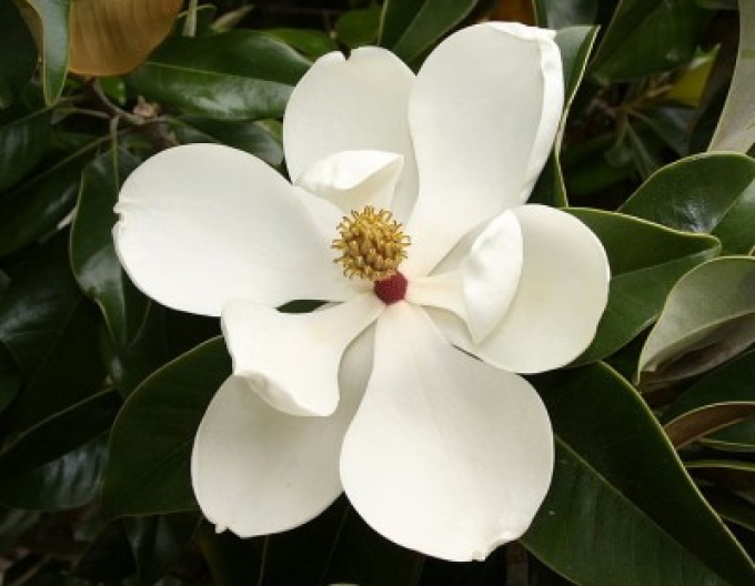 Magnolie Ferruginea
