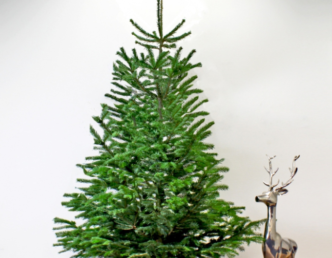 Jedle kavkazská CLASSIC ŘEZANÁ  200/250cm
