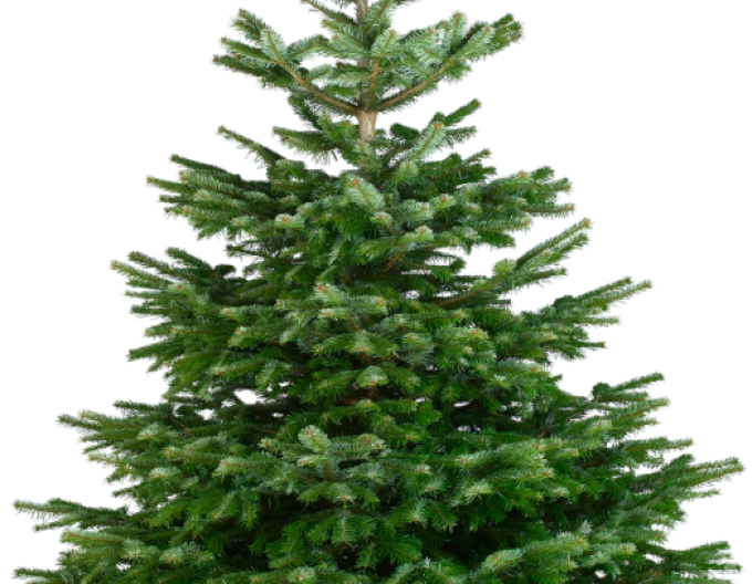 Jedle kavkazská NATURE ŘEZANÁ  175/200cm