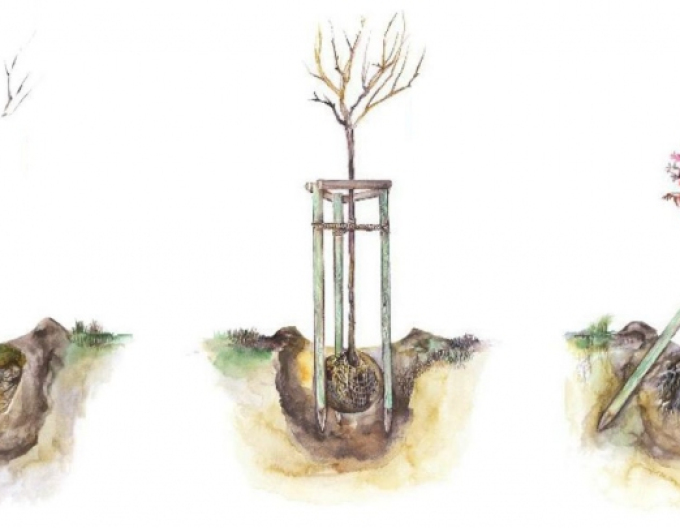 Podpěrný kůl s hrotem o průměru 6 cm - výška 250 cm