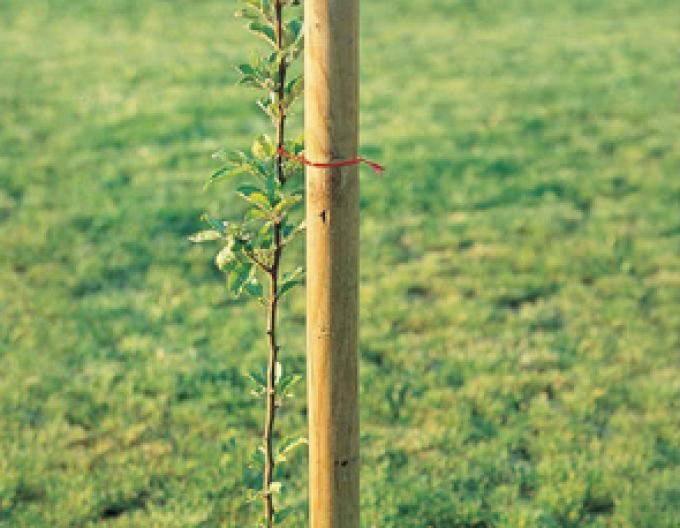 Podpěrný kůl s hrotem o průměru 6 cm - výška 250 cm