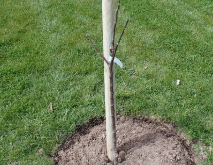Podpěrný kůl s hrotem o průměru 6 cm - výška 250 cm