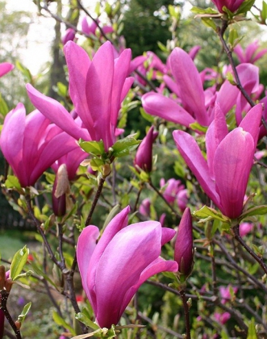 Šácholan ´Susan´