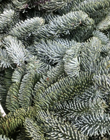 Chvojí - Nobilis 5kg