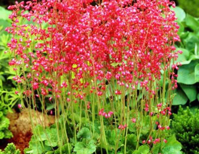 Heuchera "Coral Forest"