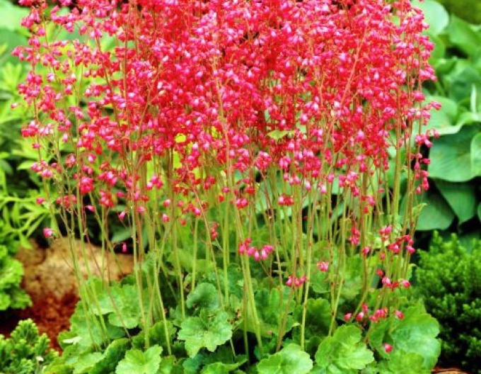 Heuchera "Coral Forest"