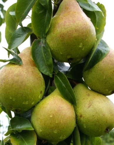 Sloupovitá hruška ´Condo´ podzimní, podn. Dula, kont. 2l