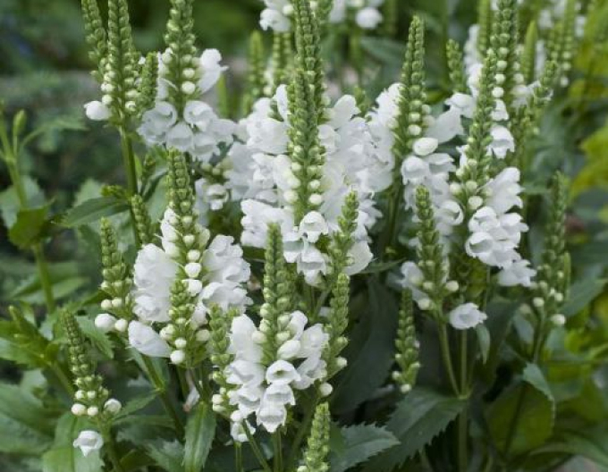 Physostegia virginiana ´Cristal peak white´