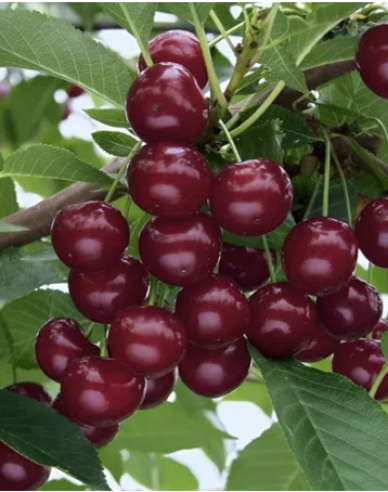 Sloupovitá višeň´Jachim´, podn. Mahalebka, kont.2l