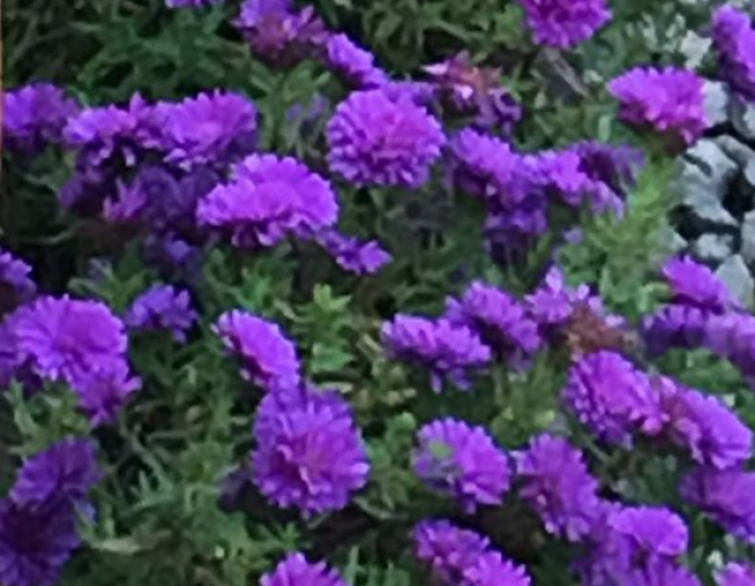 Astra "Henry I Purple"