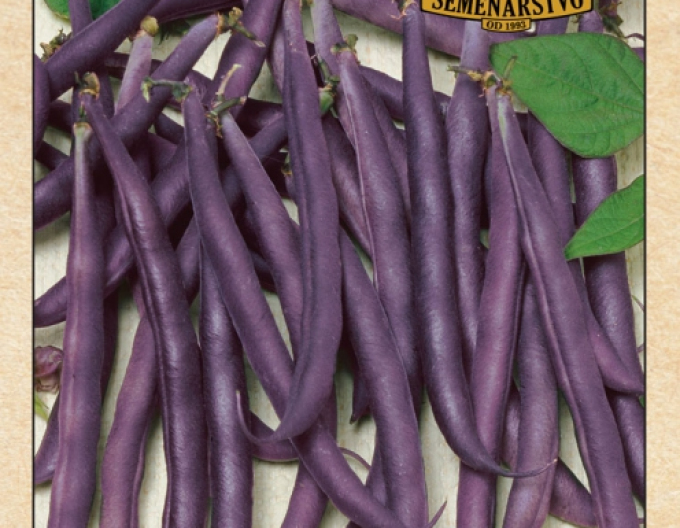 Semenářství Fazol obecný keříčkový ´Purple Queen´