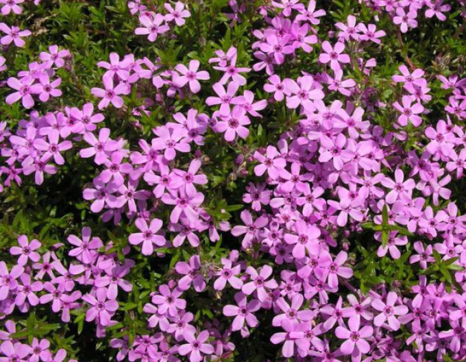 Flox ´Fort Hill´