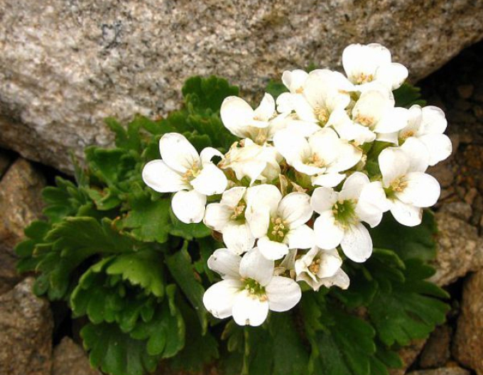 Pedemontana Pedemontana