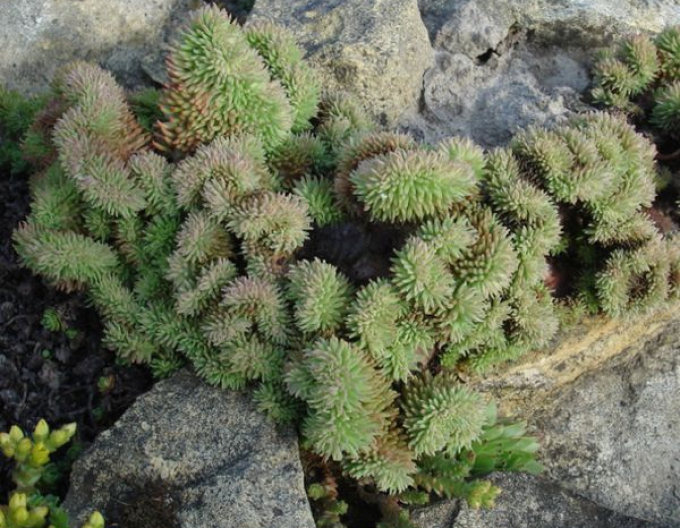Wayne-s-brain stonecrop