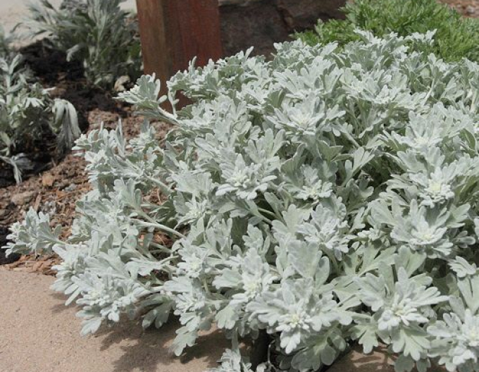 Palina "Silver Brocade"