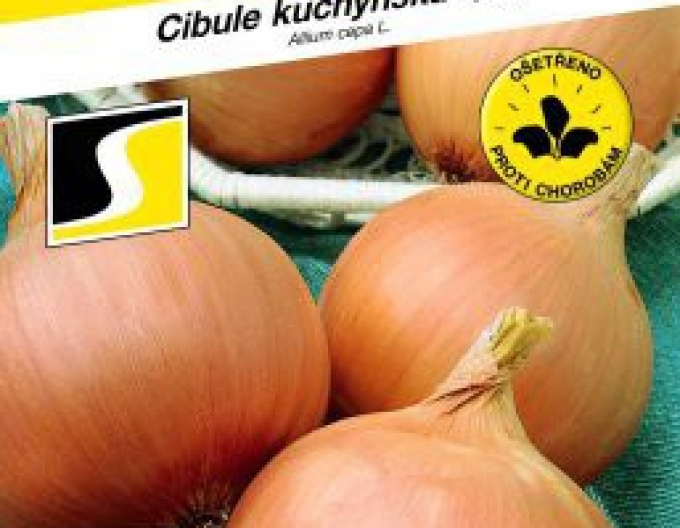 Semo Cibule kuchyňská Dagmar
