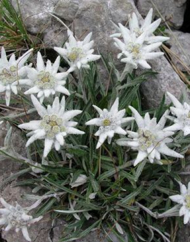 Protěž ´Alpine White´