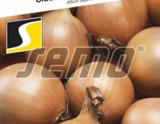 Semo Cibule kuchyňská ´Wellina´