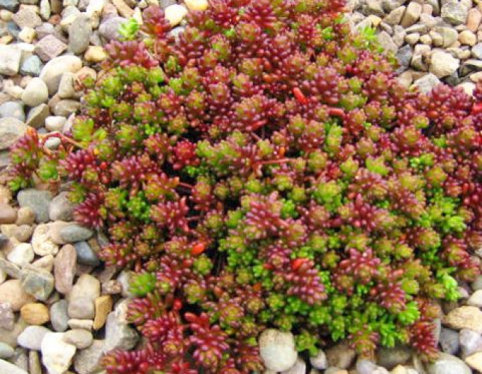 Rozchodník Coral Carpet