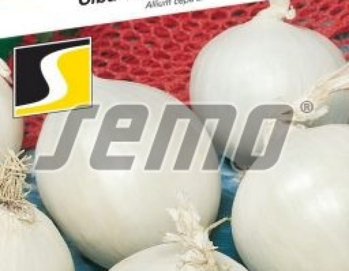 Semo Cibule kuchyňská  Albienka