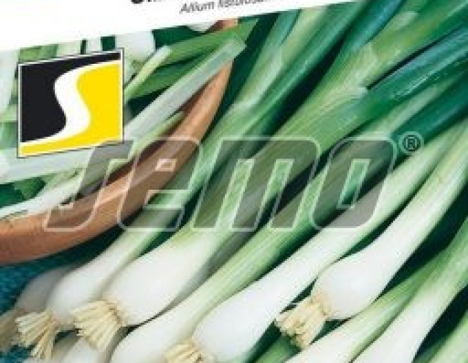 Semo Zimní cibule ´Gerda´