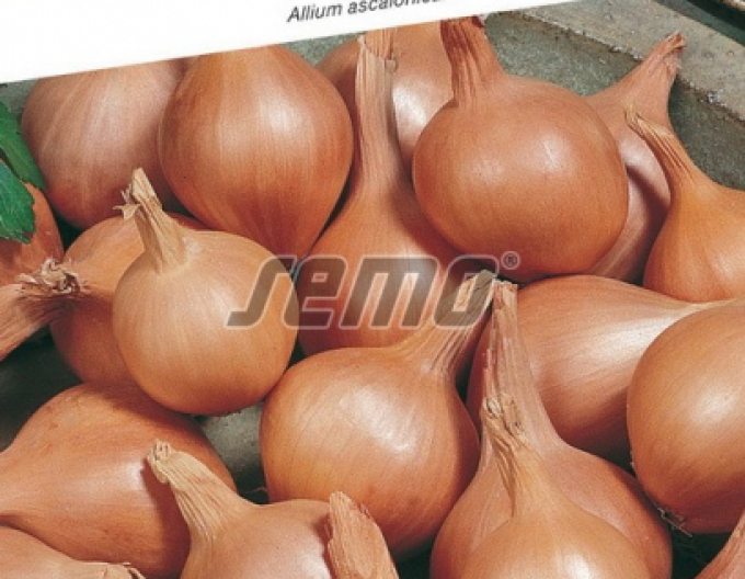 Cibule šalotka ´Ambition F1´