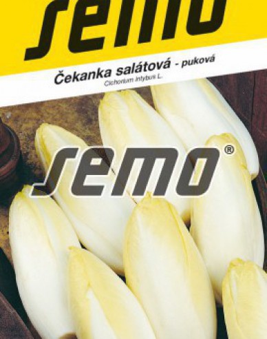 Semo Čekanka salátová Mechelse Middelvroeg