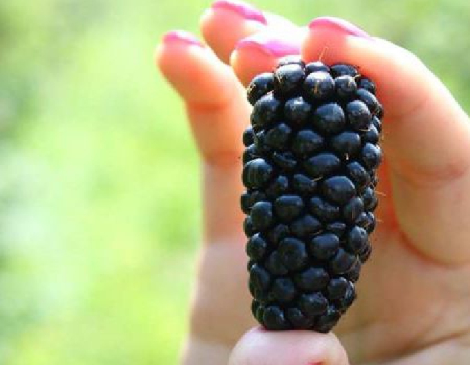 Blackberry ´Orkan´