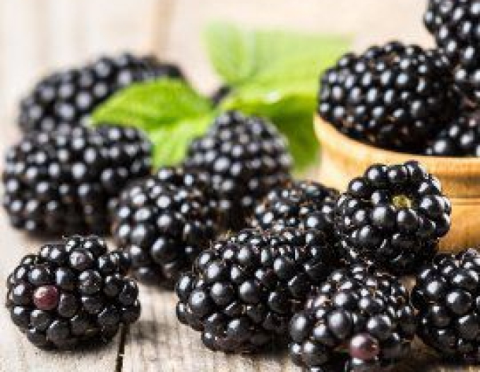 Blackberry ´Thornless Evergreen´