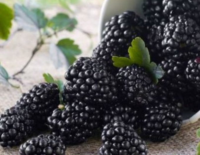 Blackberry ´Polar´