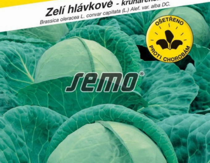 Semo Zelí hlávkové Pavlo F1