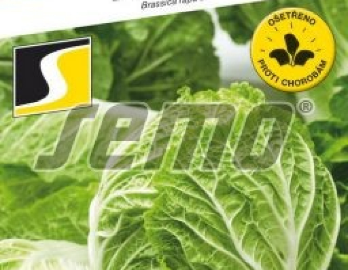 Semenné zelí ´Rapid F1´