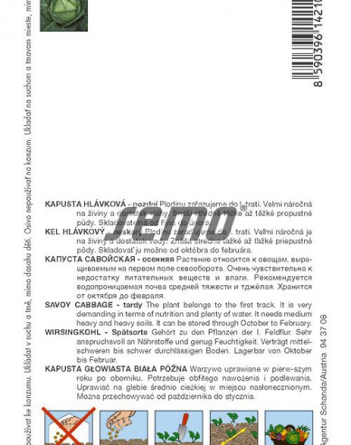 Semo Kapusta hlávková Vertus 2