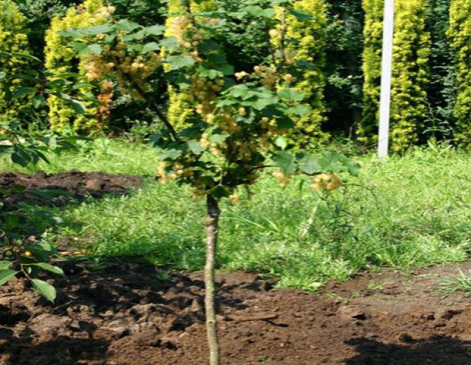 Rybíz bílý Biely Versaillský Stromková, kont. 5l