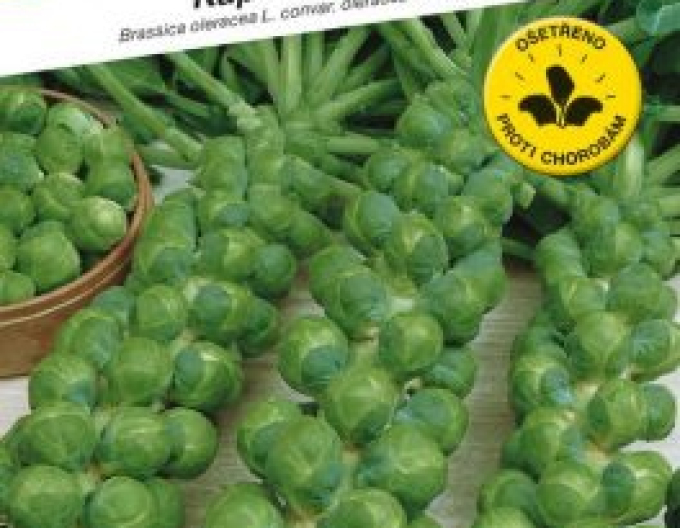 Semena kapusty ´Danet F1´
