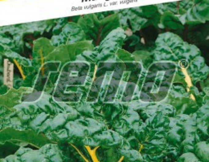 Semo Mangold ´Bright Yellow F1´