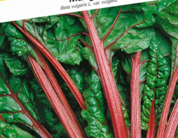 Semo Mangold ´Rhubarb Chard´