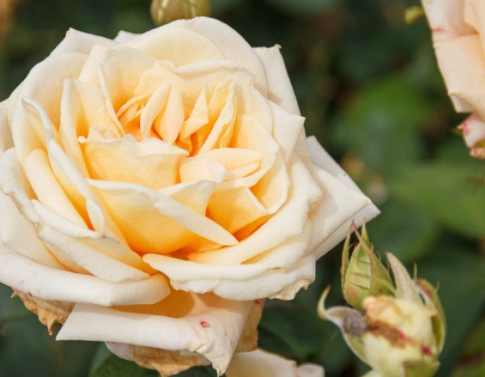 ROSE "Helen"